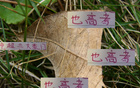 中超豪門6月7日戰(zhàn)，海港進球七粒領(lǐng)跑
