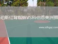 珀斯紅背蜘蛛VS科伯恩美洲獅
